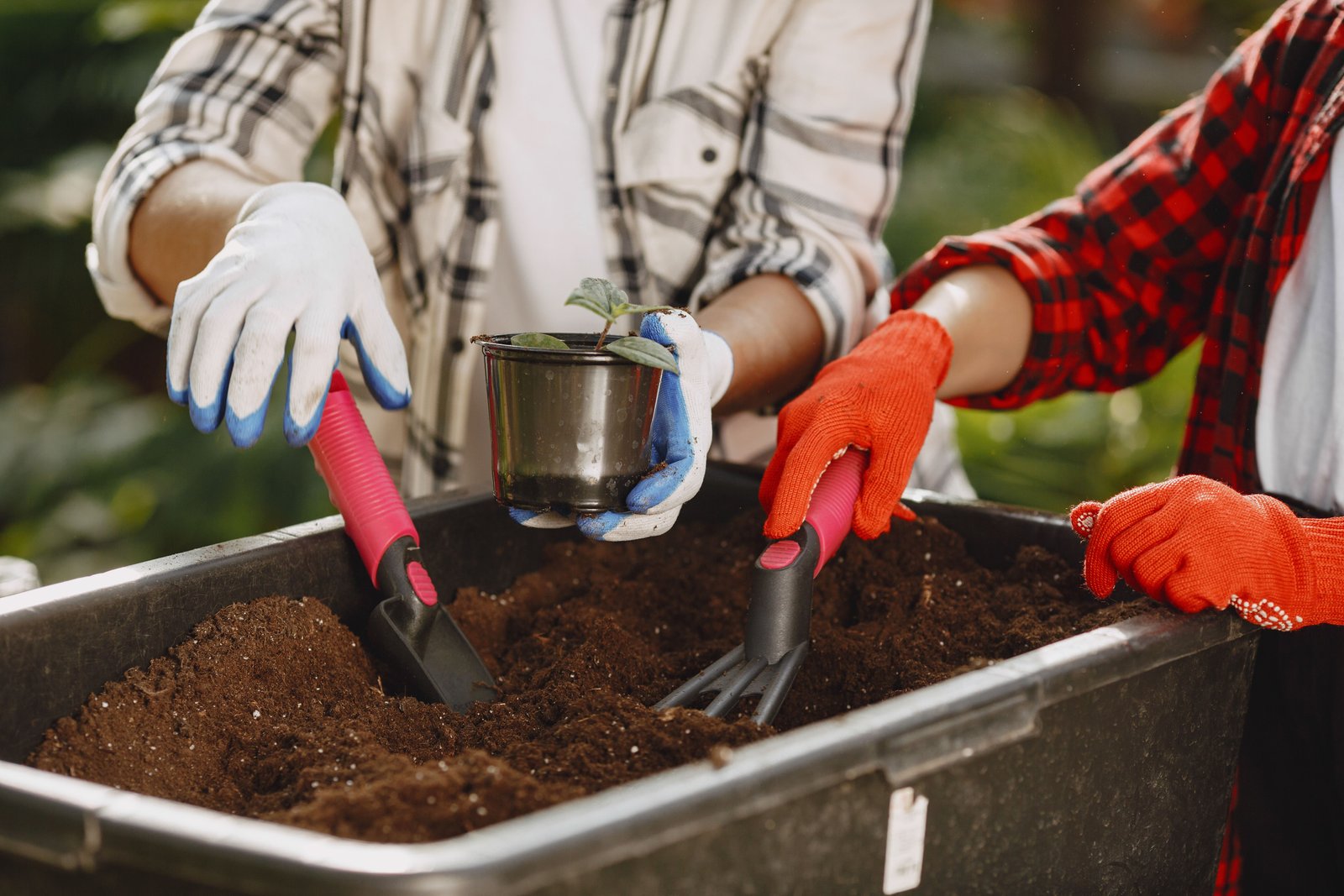 Landscaping and garden bed planting